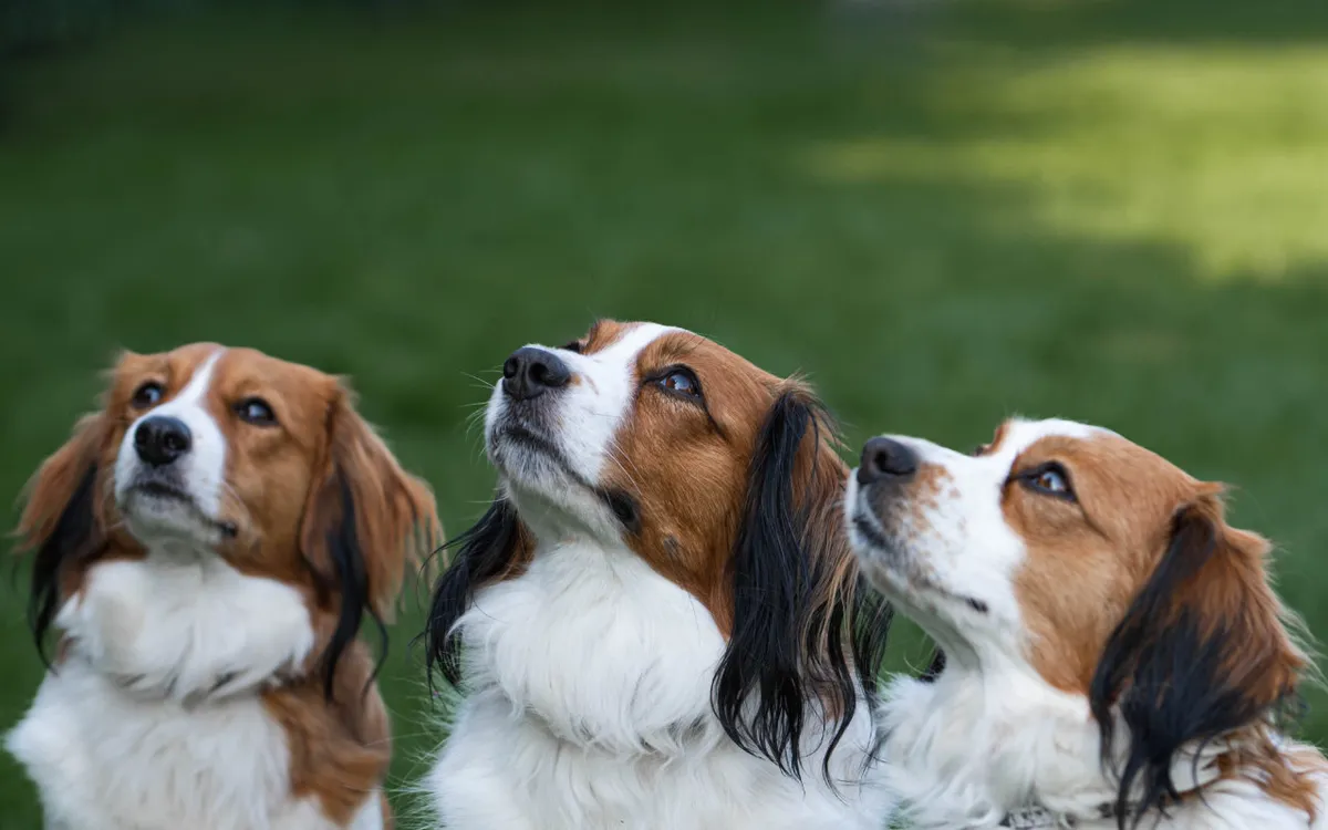 3 honden