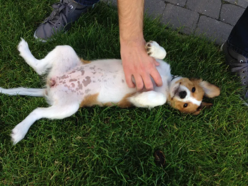 Kooikerhondje