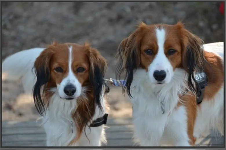 2 kooikers