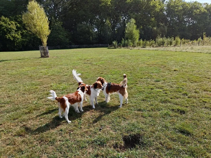 Kooikerhondje