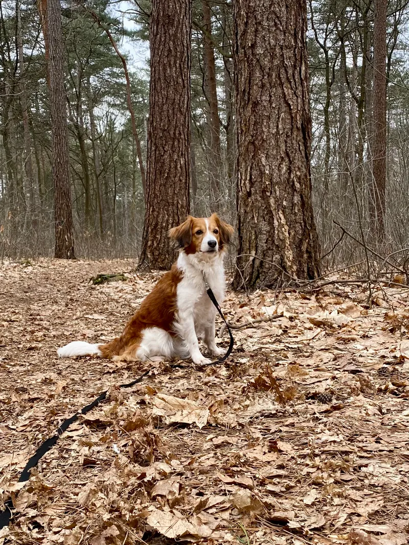 Kooikerhondje