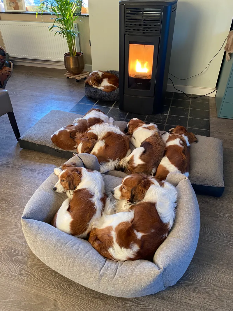Kooikerhondje