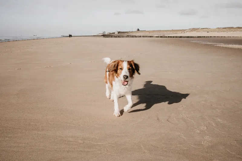 Kooikerhondje