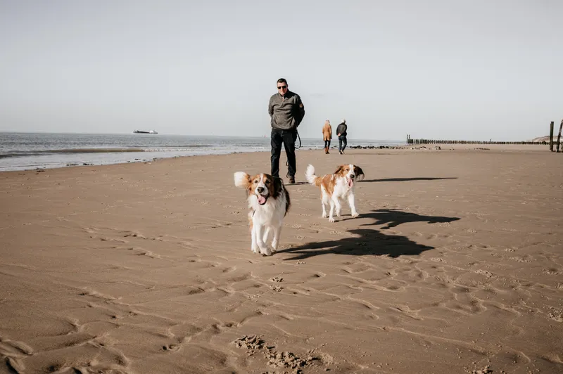 Kooikerhondje