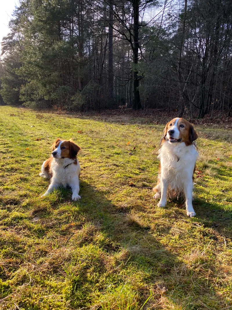 Kooikerhondje