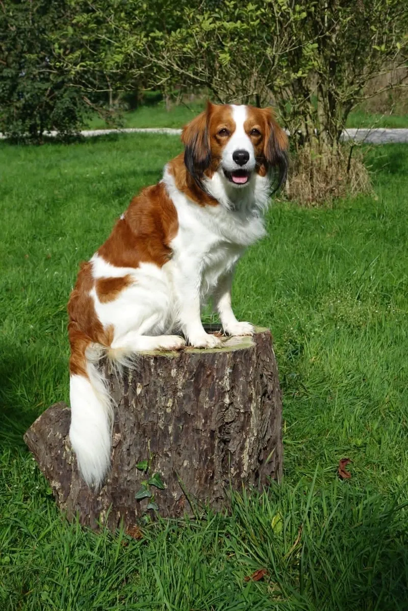 Kooikerhondje