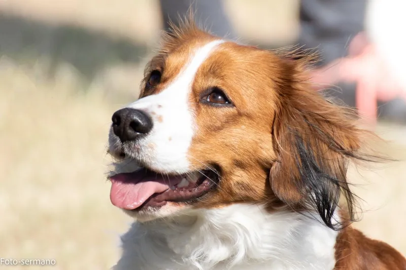 Kooikerhondje