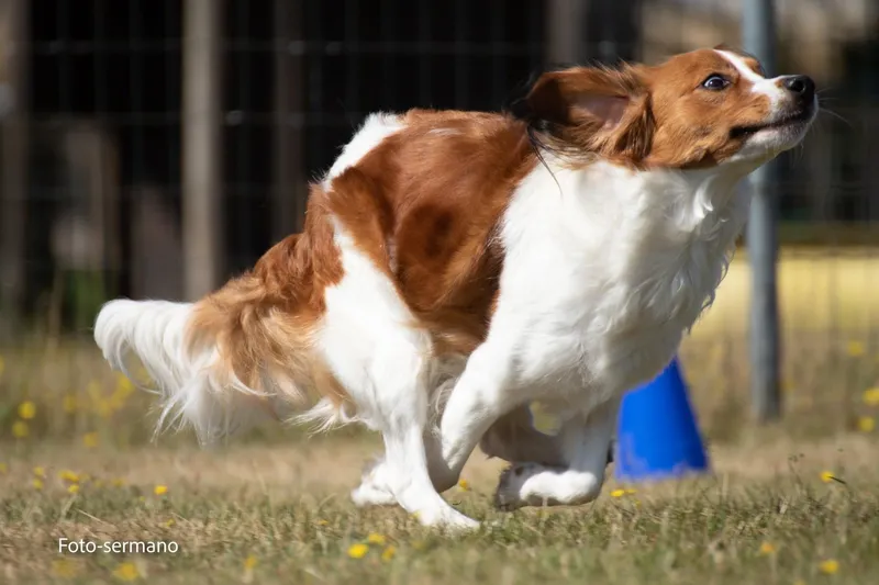 Kooikerhondje